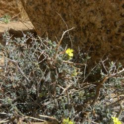 Helianthemum lippii