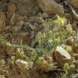 Helianthemum neopiliferum