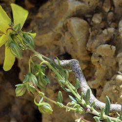 Helianthemum neopiliferum