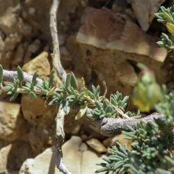 Helianthemum neopiliferum