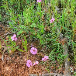 Helianthemum pergamaceum subsp. pergamaceum