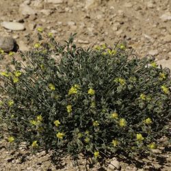 Helianthemum ruficomum