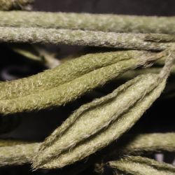 Helianthemum ruficomum