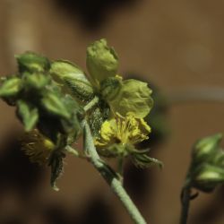 Helianthemum ruficomum