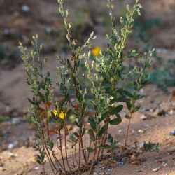 Helianthemum salicifolium