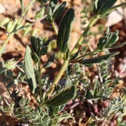 Helianthemum salicifolium