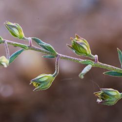 Helianthemum salicifolium