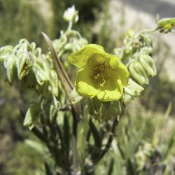 Helianthemum syriacum subsp. thibaudii