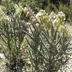 Helianthemum syriacum subsp. thibaudii