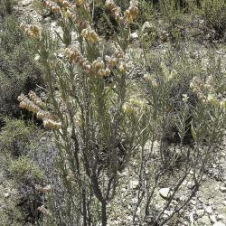 Helianthemum syriacum subsp. thibaudii