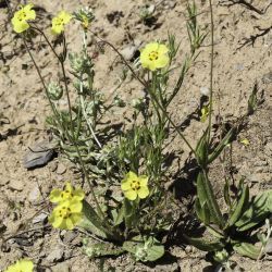 Tuberaria guttata