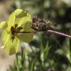 Tuberaria guttata