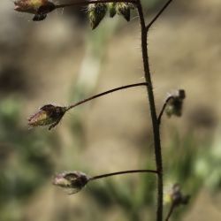 Tuberaria guttata