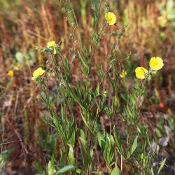 Tuberaria macrosepala