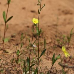 Tuberaria macrosepala