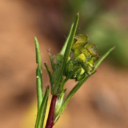 Tuberaria macrosepala