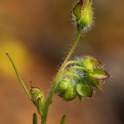 Tuberaria macrosepala
