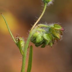 Tuberaria macrosepala