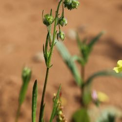 Tuberaria macrosepala