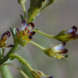 Cleome amblyocarpa
