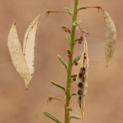 Cleome amblyocarpa