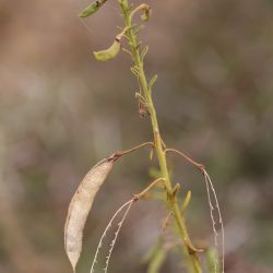 Cleome amblyocarpa