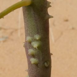 Coalisina paradoxa