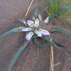 Colchicaceae