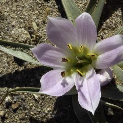 Androcymbium gramineum