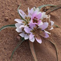 Androcymbium gramineum
