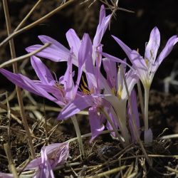 Colchicaceae
