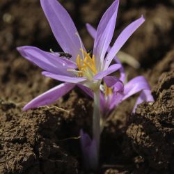 Colchicum gr. autumnale