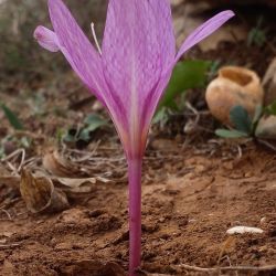 Colchicum gr. autumnale