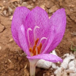 Colchicum gr. autumnale