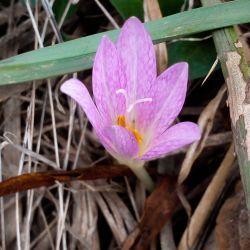 Colchicum gr. autumnale