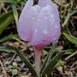 Colchicum triphyllum
