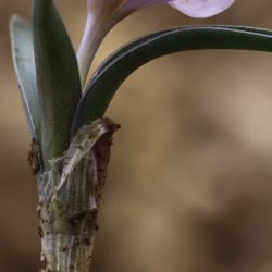 Colchicum triphyllum