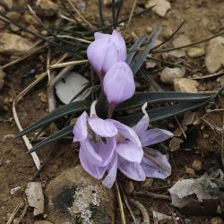Colchicum triphyllum