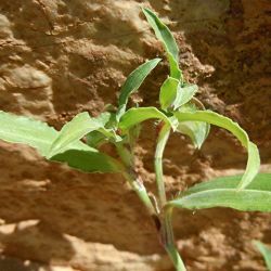 Commelina rupicola