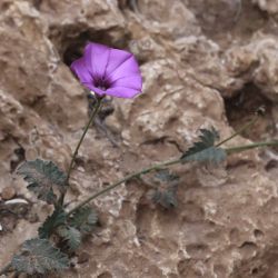 Convolvulus althaeoides