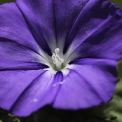 Convolvulus gharbensis