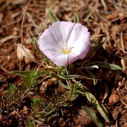 Convolvulus lineatus