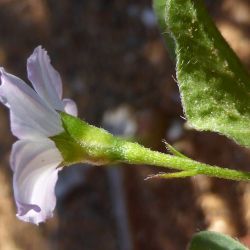 Convolvulus siculus subsp. elongatus