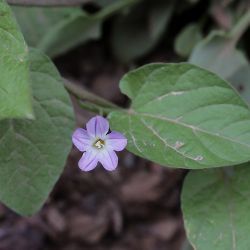 Convolvulus siculus subsp. elongatus