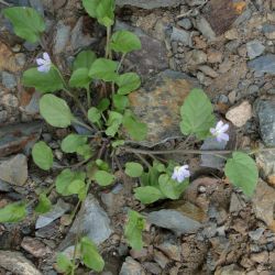 Convolvulus siculus subsp. elongatus