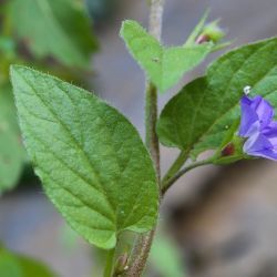 Convolvulus siculus subsp. elongatus