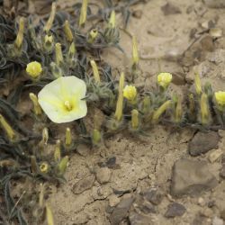 Convolvulus supinus var. melliflorus