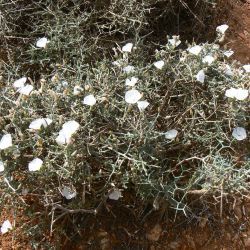 Convolvulus trabutianus
