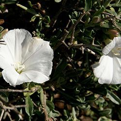 Convolvulus trabutianus