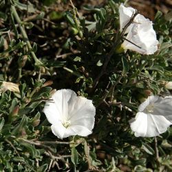 Convolvulus trabutianus